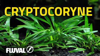 Species Spotlight  Cryptocoryne [upl. by Lothaire]