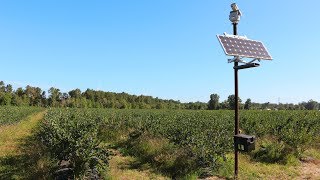 Laser bird deterrent at a Blueberry farm  99 bird reduction [upl. by Nonnahc]