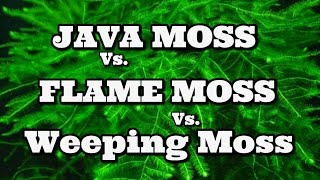 Java Moss Vs Flame Moss Vs Weeping Moss [upl. by Iral]