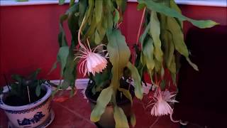 Epiphyllum Oxypetalum Queen of the Night Blooming 3 times in a year [upl. by Fox518]