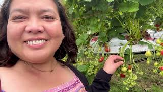 Highland coos Strawberry picking at Craigie’s Farm [upl. by Sheepshanks]