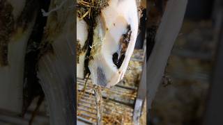 cow hoof trimming asmr satisfying [upl. by Baten66]