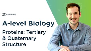 Proteins Tertiary and Quaternary Structure  Alevel Biology  OCR AQA Edexcel [upl. by Aicilav]