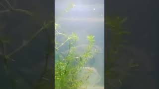 live plant in my aquarium aquarium aquariumplant [upl. by Sheree]