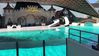 MarineLand Canada Full Dolphin Show Summer 2017 Niagara Falls [upl. by Durnan]