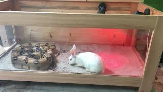 Boa Constrictor attack rabbit feeding live feeding [upl. by Ralf]