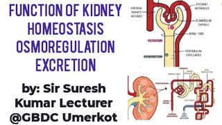 Function of Kidney Homeostasis Osmoregulation Excretion Hindi Urdu By Sir Suresh Kumar [upl. by Zuliram]