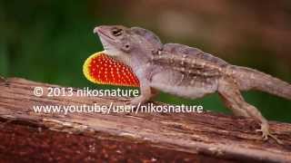 Brown Anole doing its war dance  sticking tongue out [upl. by Hedy]