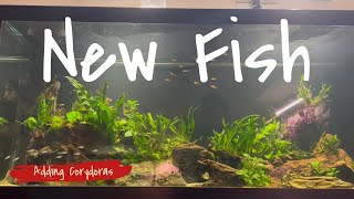 Adding Corydoras To The 75 Gallon Nano Fish Tank [upl. by Armelda672]