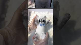 cat sticky toy put in foam shortsvideo [upl. by Neelcaj457]