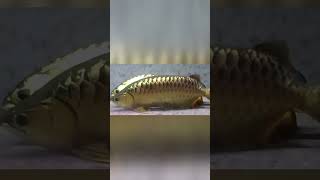 How Does Arowana Fish Protect Its Babies [upl. by Davidoff747]