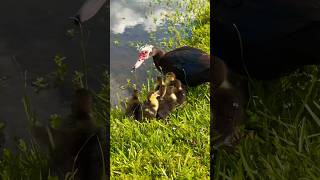 7 Muscovy Ducklings Just Hatched [upl. by Oicelem758]