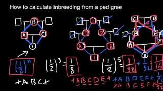 How to calculate inbreeding from a pedigree chart [upl. by Pike919]