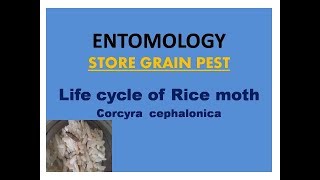 Life cycle of Rice moth corcyra cephalonica [upl. by Eissak]