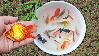 Amazing Catching Catfish Baby Arowana Perch Koi Guppies Ornamental Fish  Fishing Videos [upl. by Demakis]