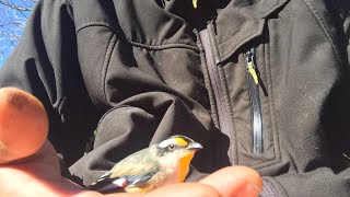 Visit from a delirious striated pardalote [upl. by Garceau]