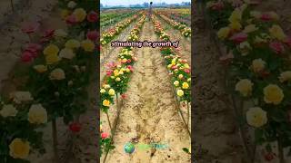 Grow a Fuller Blooming Rose Plant with Pruning [upl. by Eiramanig578]