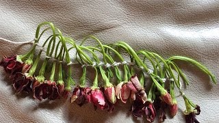 Micronesian Hawaiian style lei using Quisqualis flowers and Indian knot [upl. by Lolita]