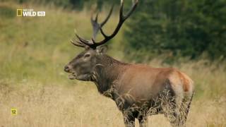 Las Montañas del Lobo  Nat Wild Geo Documentales en Español HD [upl. by Audsley]