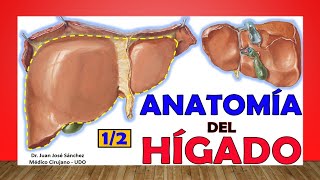 🥇 Anatomía del HÍGADO 12 Fácil y Sencillo [upl. by Eilagam725]