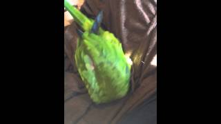 Playful Hahns Macaw Jenday Conure Hybrid [upl. by Llennej958]