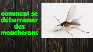 Comment se débarrasser des moucherons [upl. by Ecnedurp997]