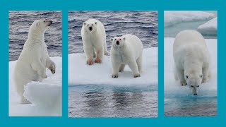 Eisbären in der kanadischen Arktis [upl. by Airbas]