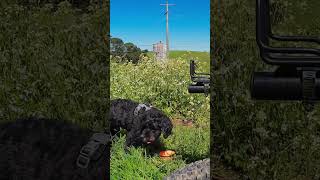 Exploring Gembrook with Oscar [upl. by Adiazteb]