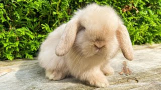 Mini Lop Rabbits  Holland Mini Lop Bunnies Playing  Holland Lop Bunny Playing [upl. by Analle]