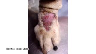 how to get rid of ringworm in dogs [upl. by Lossa]