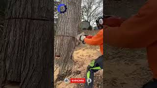 Chainsaw Cutting Tree Machines Fastest Big shorts [upl. by Neirol706]