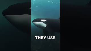 Interesting Facts About Orcas Killer Whales [upl. by Alidis]