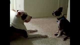 Playfull Pit Bull  Terrier Boston [upl. by Jori]