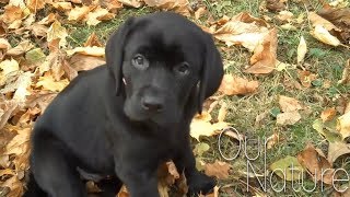 Cutest Lab Puppies Compilation 2018 [upl. by Gorski]