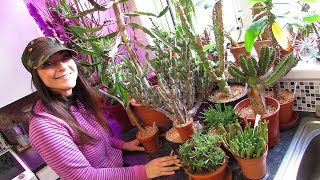 My Euphorbia Succulent Plants Collection  Plant Tour [upl. by Ingrim]