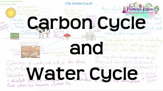 Carbon Cycle and Water Cycle  Revision for Biology GCSE and IGCSE [upl. by Idac]