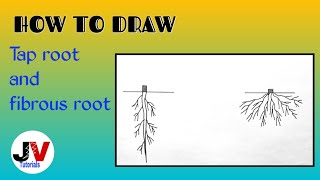 how to draw taproot and fibrous root step by steptap root system diagram how to draw fibrous root [upl. by Kara-Lynn]