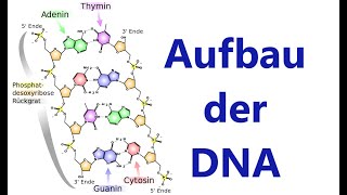 DNADNS Desoxyribonukleinsäure  Aufbau und Struktur Biologie Genetik [upl. by Victor]