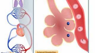 Gas exchange in the blood during external respiration [upl. by Esimaj]