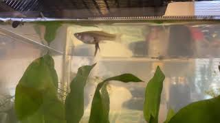 Mosquitofish gives birth and tries to eat baby [upl. by Nylodnew]