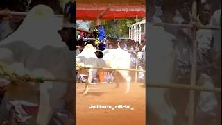 vadamanjuvirattu love jallikattu 2024 bull karthi tamilculture [upl. by Yelnik]