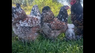 Indian Brahma chicken chicks royalchicken Moroccanchicken blackmagic [upl. by Attelrac]