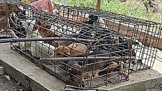 Rescues 7 Dogs From Huge Slaughterhouse Will Make Warm Your Heart By Hero Man [upl. by Raffin]