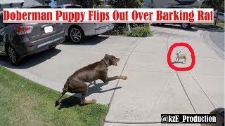 Dogs Barking Sounds To Make Your Dog REACT  34 Breeds Including Yours [upl. by Bajaj929]