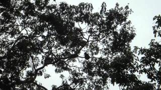 Howler Monkeys along the Rio Frio [upl. by Ahsilrak]