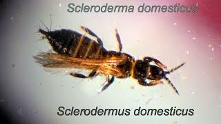 Scleroderma domesticus MACRO [upl. by Danziger]