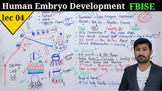 Human development class 12  Development of embryo in human by irtisams biology [upl. by Namielus877]