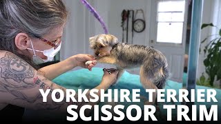 Yorkshire Terrier Scissor Grooming [upl. by Erasme]