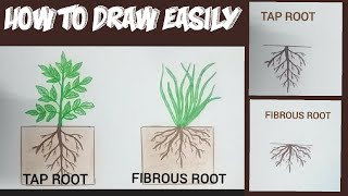 How to draw tap root amp fibrous root easily taproot system amp fibrous root system easy drawing [upl. by Eceined597]