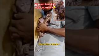 Please save animals🙏 wayanad kerala animals landslide [upl. by Rehpinej959]